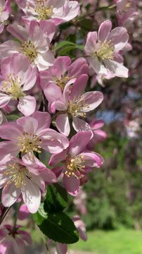 Vertical shot of delicate pink and white tree blossoms swaying gently in the breeze with a soft blurred garden background, capturing the peaceful essence of a spring day.