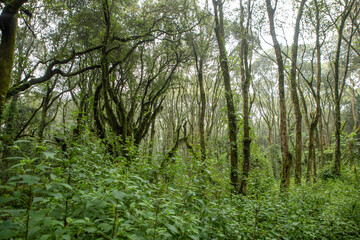 Fototapeta premium Mount Kilimanjaro. Kilimanjaro National Park in Tanzania, Africa. Trekking and climbing to the summit.