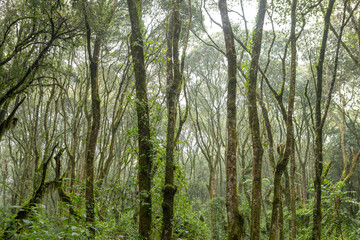 Fototapeta premium Mount Kilimanjaro. Kilimanjaro National Park in Tanzania, Africa. Trekking and climbing to the summit.