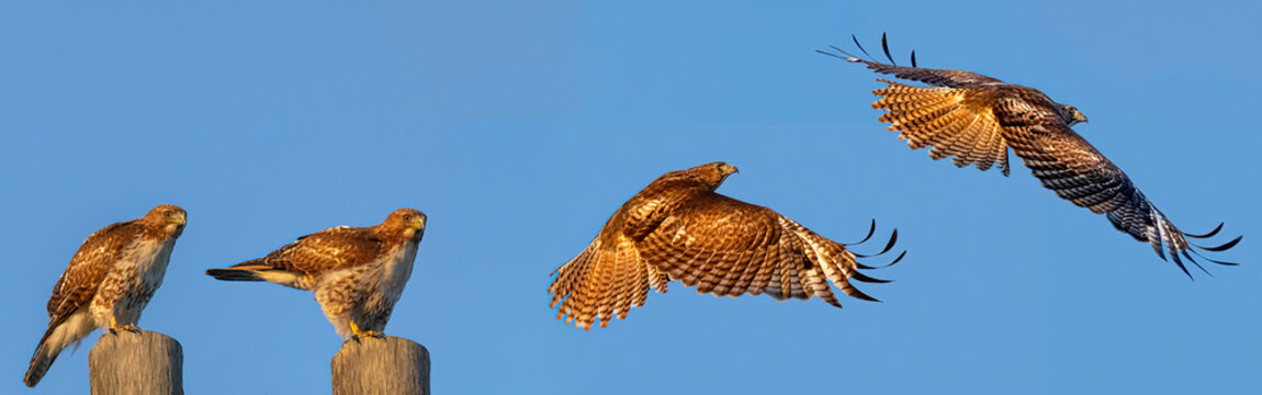 Red-tailed hawk 