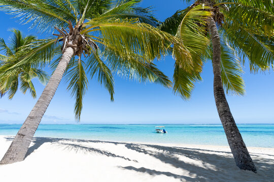 Palm trees on Le Morne Beach, Mauritius