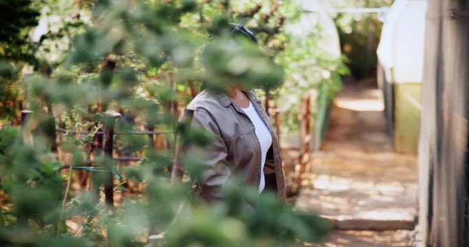 Woman, farm and inspection in greenhouse for marijuana, production or hemp for sustainability. Agriculture, small business and cultivator with cannabis for growth, harvest or startup for eco biofuel