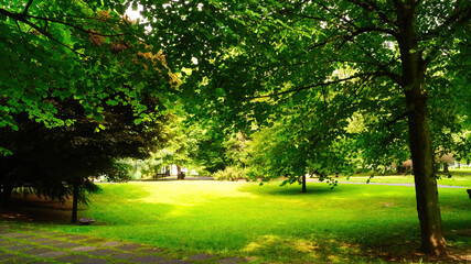 Fototapeta premium trees in the park