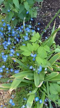 Dolly out shot from blue nemophila to white alliums