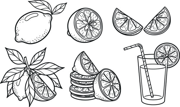 Hand-drawn citrus fruits and mint leaves illustration with refreshing lemonade drink isolated on transparent background