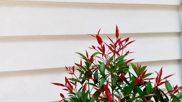 Cinematic Beautiful Red Leaf Plant Bush with Empty Title Space on White Line Wall Pattern Background Bangladesh