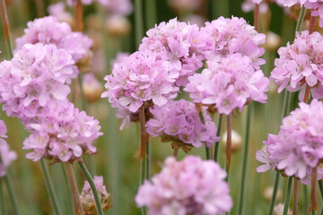 Fototapeta premium Pale pink Armeria pseudarmeria, great thrift ‘sweet dreams’ in flower.