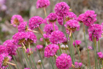 Obraz premium Fuchsia pink Armeria maritima, great thrift in flower.