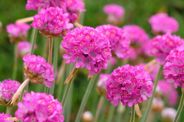 Obraz premium Fuchsia pink Armeria maritima, great thrift in flower.