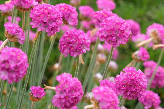 Fuchsia pink Armeria maritima, great thrift in flower.