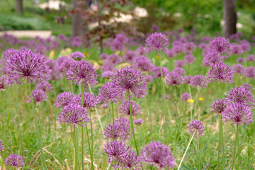 Obraz premium Allium, ornamental onion ‘purple rain’ in flower.