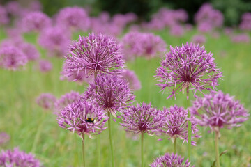 Obraz premium Allium, ornamental onion ‘purple rain’ in flower.