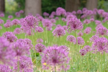 Obraz premium Allium, ornamental onion ‘purple rain’ in flower.