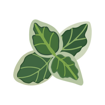 Vector illustration of green leaves of Euonymus fortunei. Основные RGB