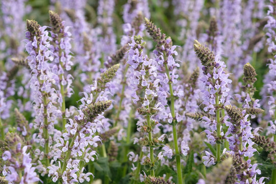 Salvia x sylvestris &lsquo;crystal blue&rsquo; wood sage in flower.
