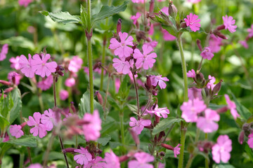 Obraz premium Pink wildflower Silene dioica, red campion, in flower.
