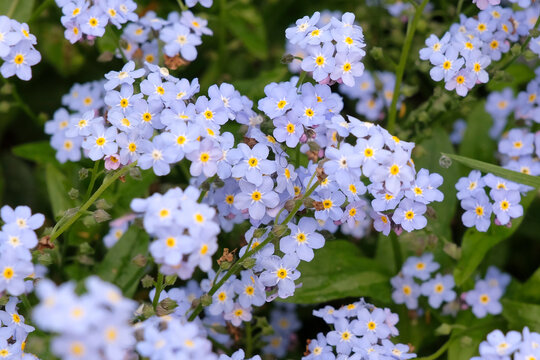 Pale blue Myosotis sylvatica, forget me not &lsquo;Mon Amie Blue&rsquo; in flower.