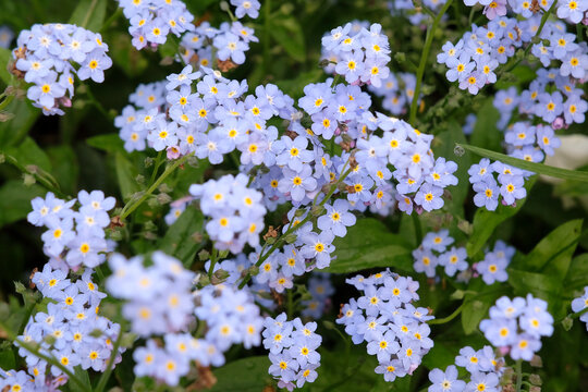 Pale blue Myosotis sylvatica, forget me not &lsquo;Mon Amie Blue&rsquo; in flower.
