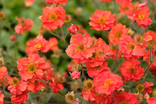 Red Geum, avens &lsquo;scarlet tempest&rsquo; in flower.