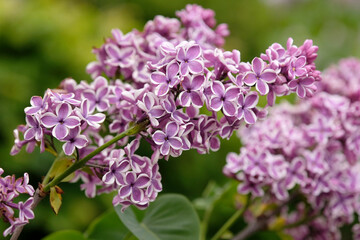Obraz premium Bicolour purple and white Syringa vulgaris, lilac ‘Sensation’ in flower.