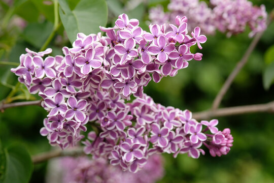 Bicolour purple and white Syringa vulgaris, lilac &lsquo;Sensation&rsquo; in flower.