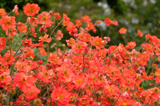 Red Geum, avens &lsquo;scarlet tempest&rsquo; in flower.