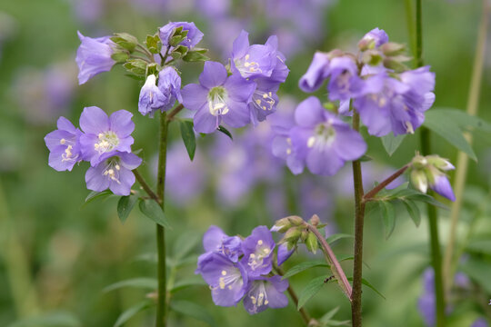 Purple Polemonium caeruleum, &lsquo;jacob&rsquo;s ladder&rsquo; in flower.