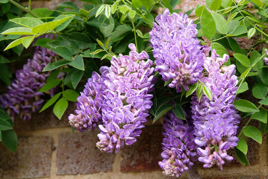 Purple Wisteria frutescens, American wisteria &lsquo;Longwood Purple&rsquo; in flower.