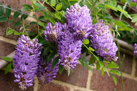 Purple Wisteria frutescens, American wisteria &lsquo;Longwood Purple&rsquo; in flower.