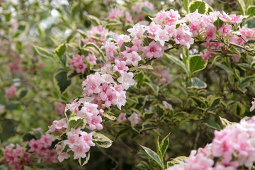 Fototapeta premium Pale pink Weigela ‘Florida Variegata’, old fashioned weigela in flower.