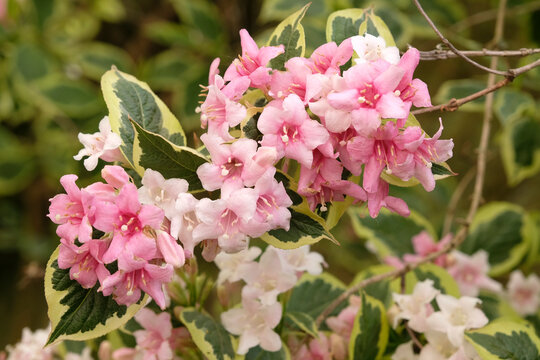 Pale pink Weigela &lsquo;Florida Variegata&rsquo;, old fashioned weigela in flower.