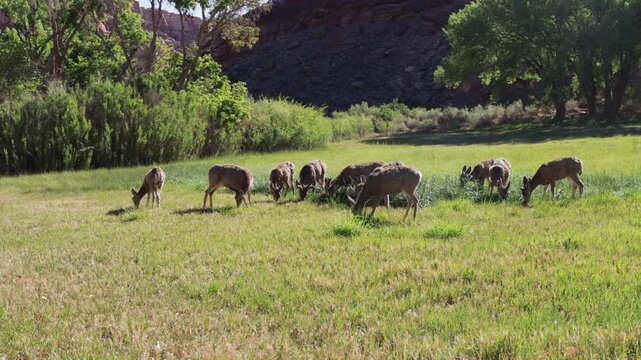 Herd Dynamics - Mule Deer interact as they graze in a wet field in Capitol Reef NP - Part 2 of 12 in sequence