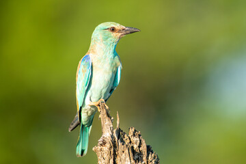 Coracias garrulus © tomjunek.com