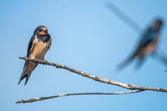 Hirundo rustica