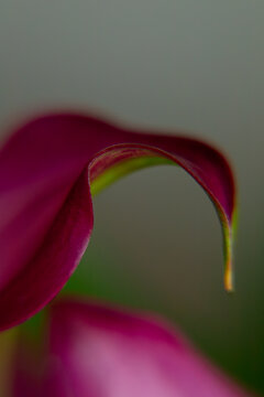 Arching calla lily spathe with visible spadix and tiny yellow pollen drop against a neutral grey-green background, botanical detail.