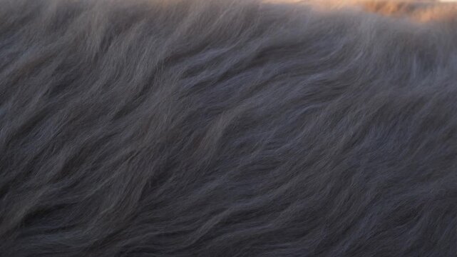 Flowing gray texture with subtle movement under warm light