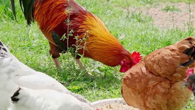 A beautiful rooster and hens walk on the green grass and eat feed. A rural homestead on a spring day. Close-up shot