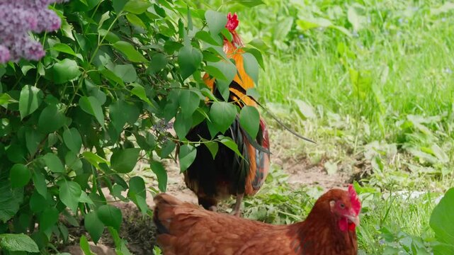 A black-and-red rooster with beautiful plumage and a red comb walks on green grass, followed by white, red, and Gray hens. Rural setting