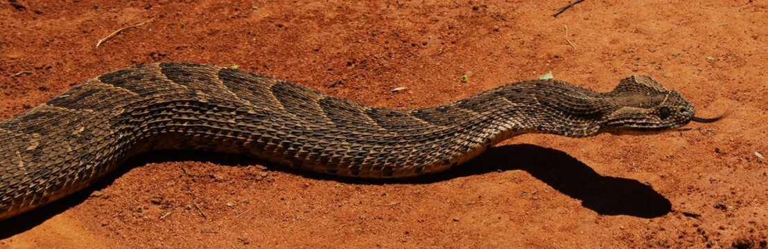 The beautiful and deadly puff adder (Bitis arietans) in North West Province, South Africa 