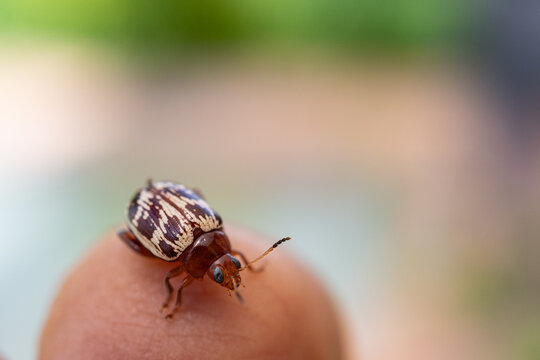 Tiny Leaf Beetle Resting on Fingertip