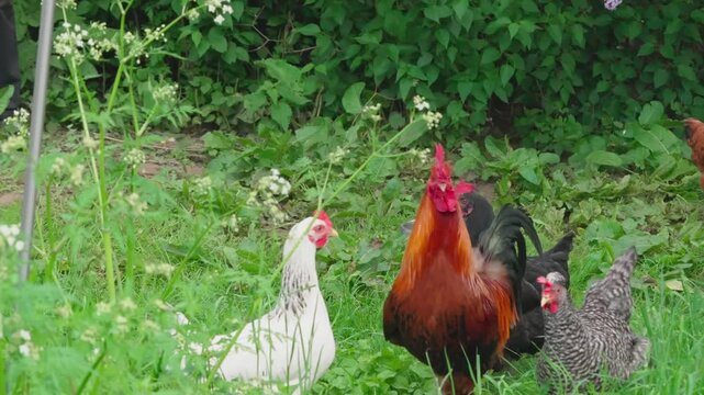 A black-and-red rooster with beautiful plumage and a red comb walks on green grass, followed by white, red, and Gray hens. Rural setting
