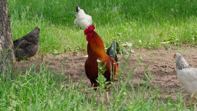 A black-and-red rooster with beautiful plumage and a red comb walks on green grass, followed by white, red, and Gray hens. Rural setting