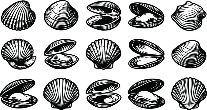 Set of hand drawn various sea shells and clams icons
