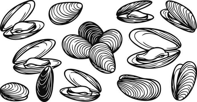 Hand drawn set of fresh mussels and clams seafood