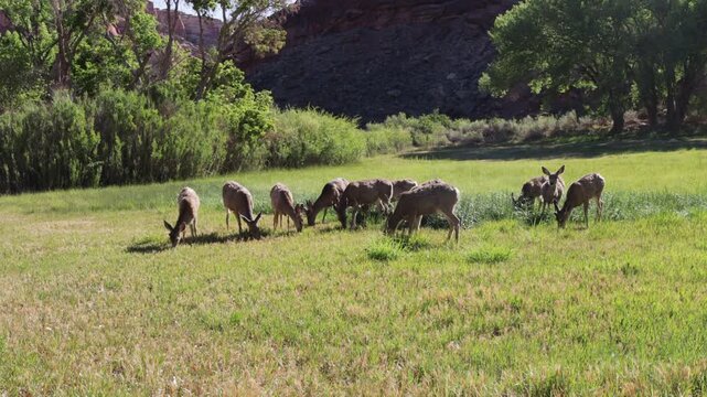 Herd Dynamics - Mule Deer interact as they graze in a wet field in Capitol Reef NP - Part 3 of 12 in sequence