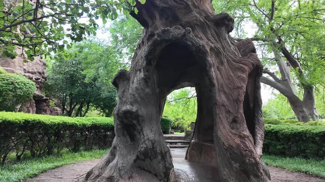 Camera moves through hollow tree trunk sculpture in garden