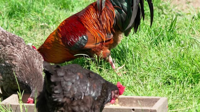 A beautiful rooster and hens walk on the green grass and eat feed. A rural homestead on a spring day. Close-up shot