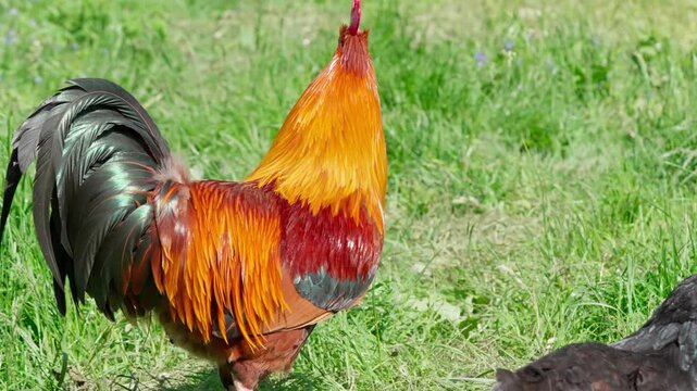 A black-and-red rooster with beautiful plumage and a red comb walks on green grass, followed by white, red, and Gray hens. Rural setting