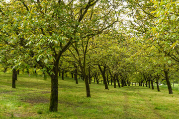 Fototapeta premium Walnußplantage in Südfrankreich