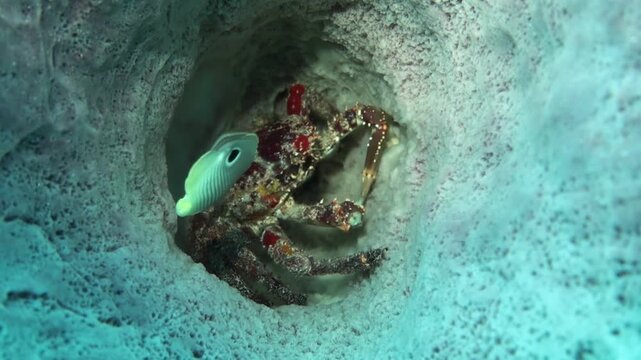 A butterflyfish (chaetodon capistratus) next to a reef crab (mithrax spinosissimus)